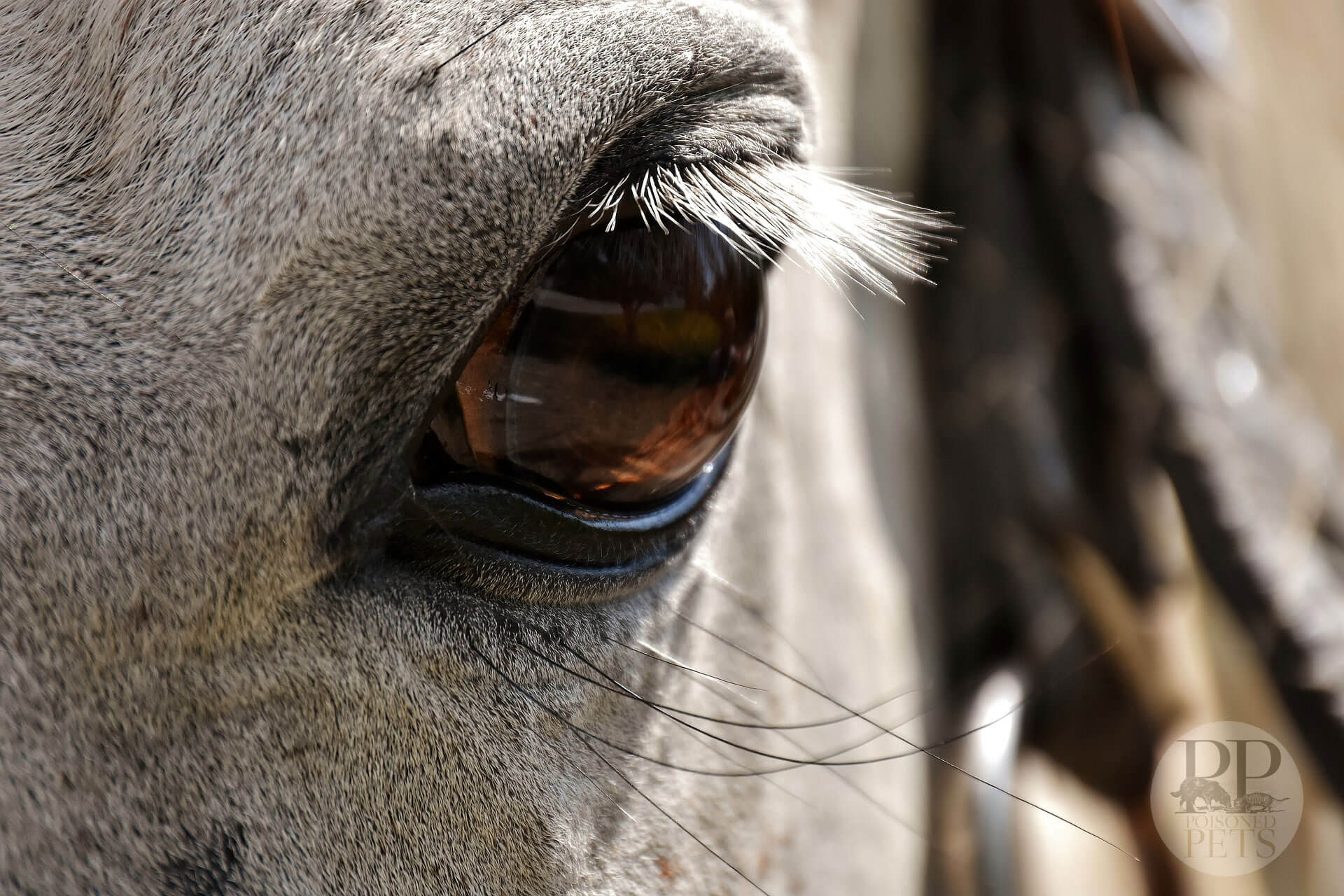 horse feed recall Cargill aflatoxin