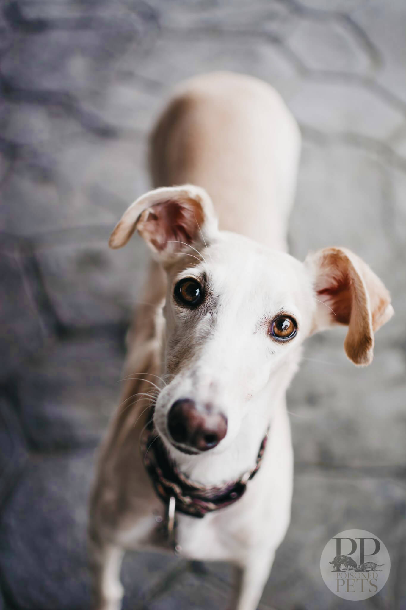 beautiful dog expressive eyes