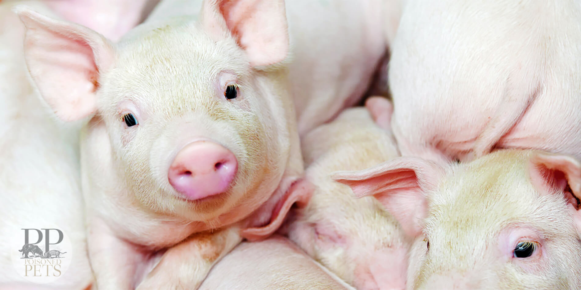 cute pigs all in a pile