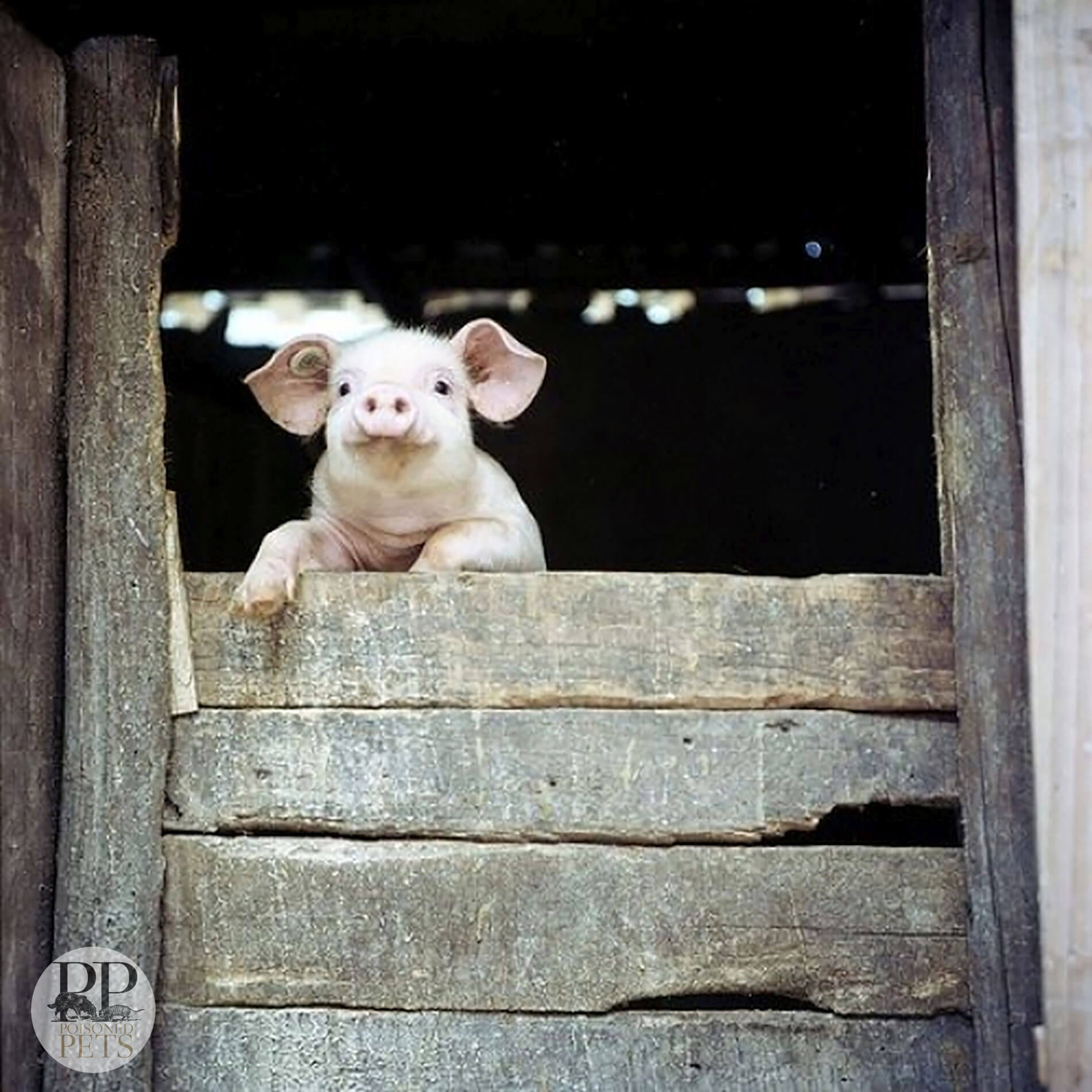 pig-at-barn-door