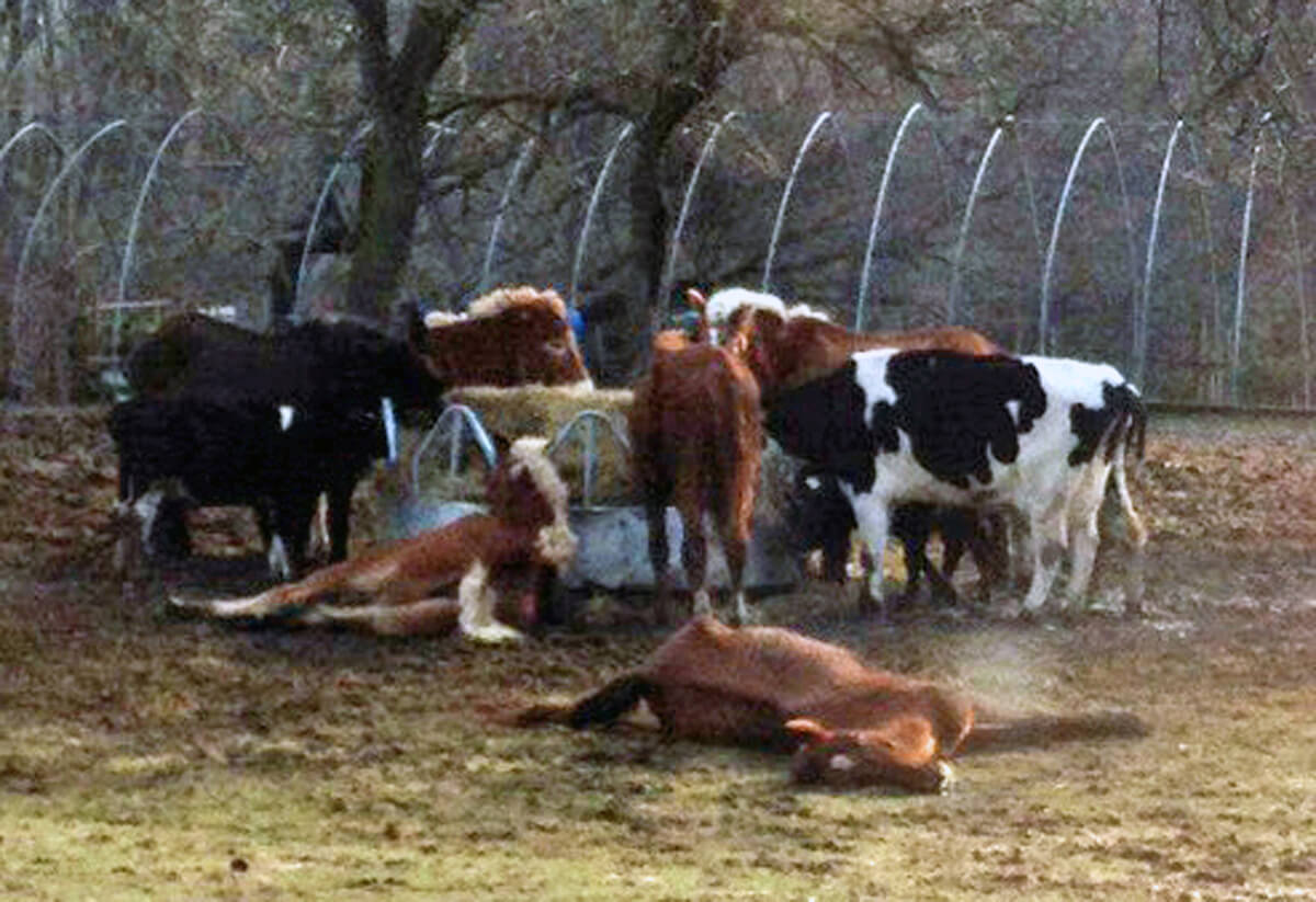 Dead and dying horses in the pasture at Bravo Packing. Sometimes they stay there for two to three months and are fed a diet of moldy hay. The animals are not provided with shelter.