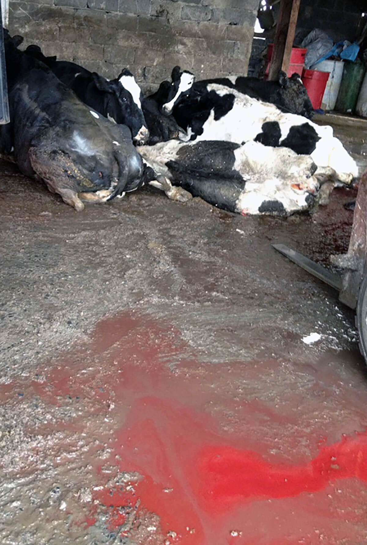 Inside Bravo's facility: Injured, downer cows, laying alongside dead cows amidst pools of blood, filth, and shit. Note forklift on the right-hand side, which is used to move the cows dead or alive.