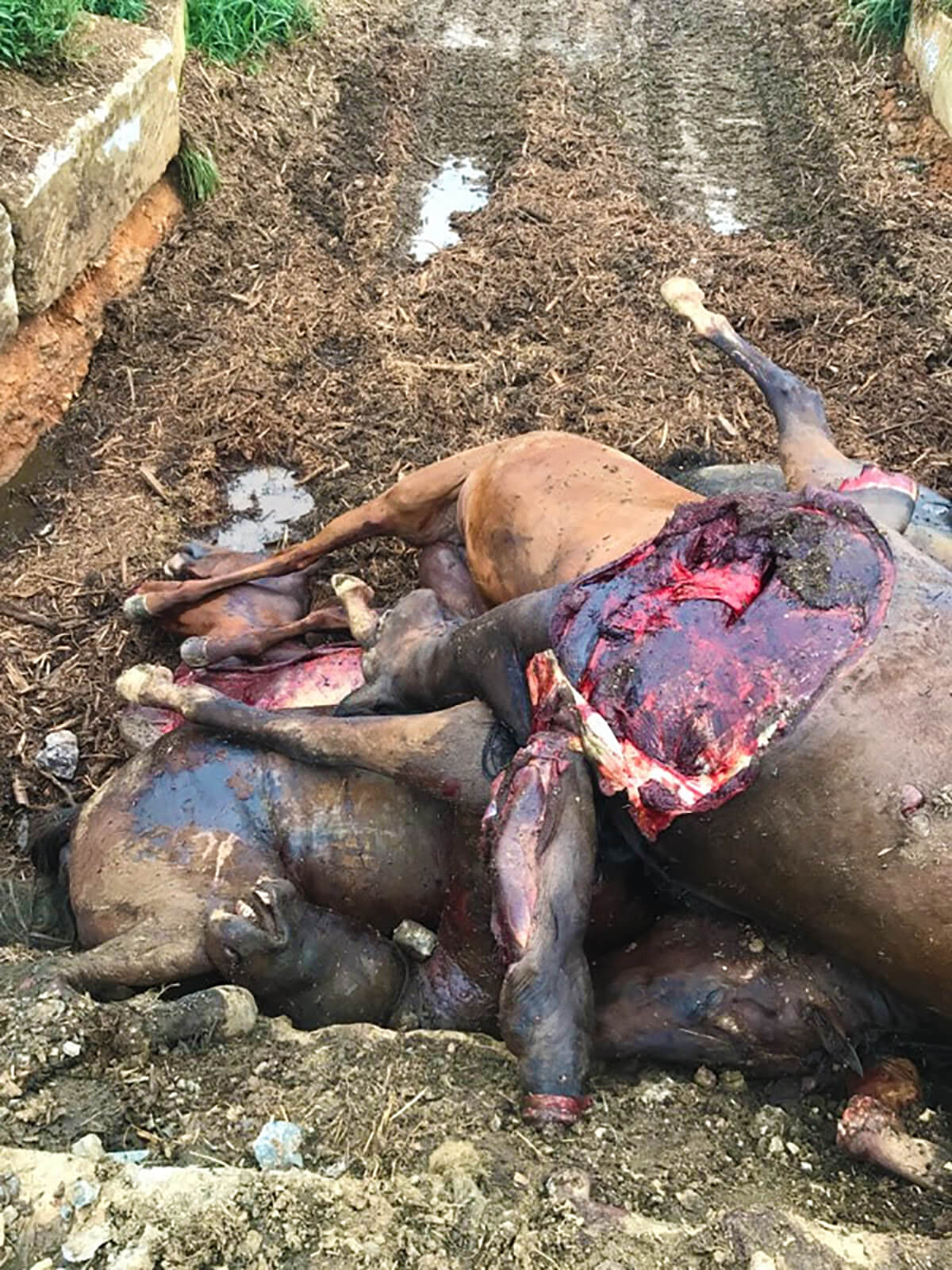 Horses are dumped and composted by Bravo Packing for the University of Pennsylvannia.