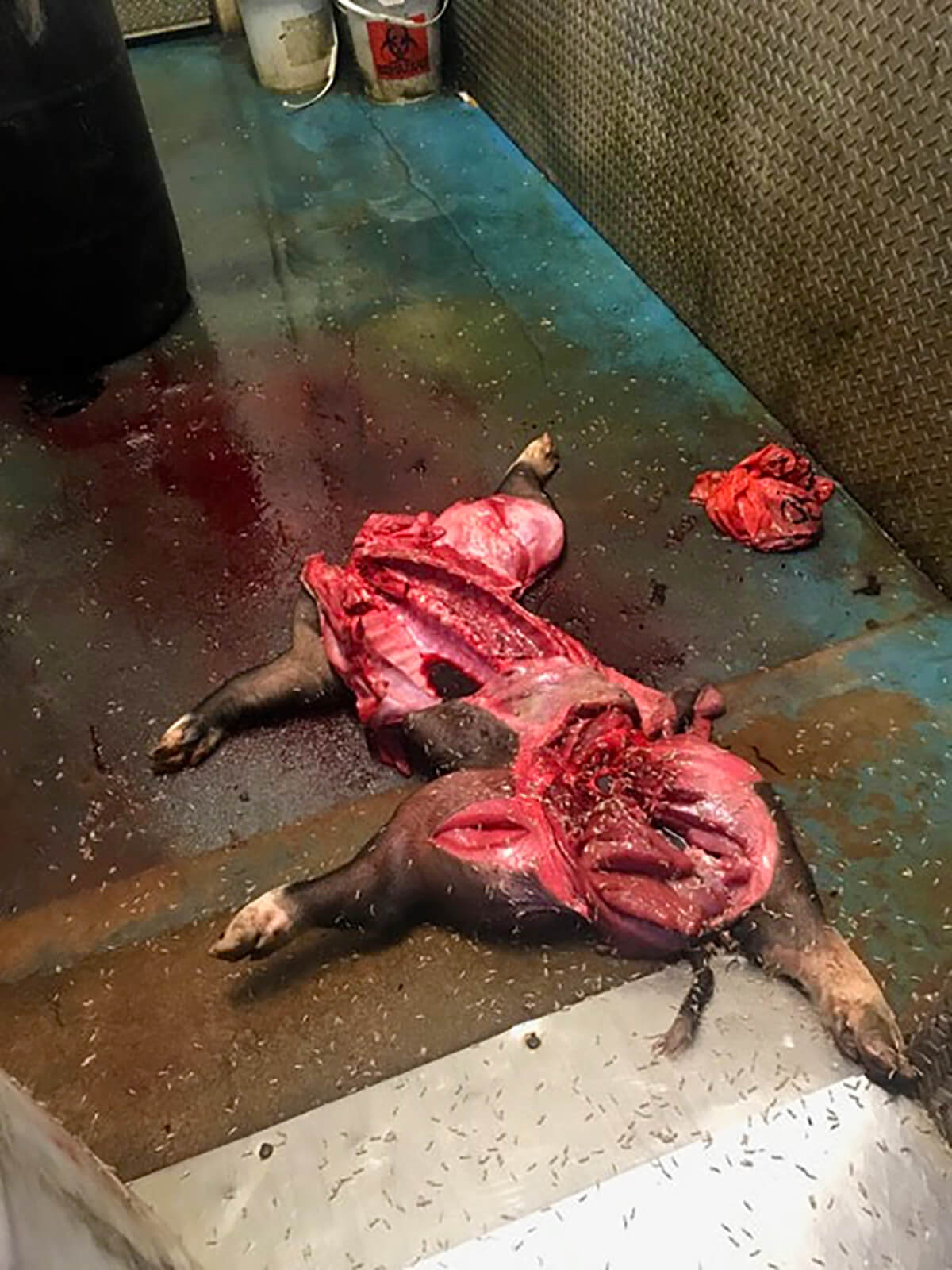 Gutted pig on the floor of the cooler room at the University of Pennsylvania's School of Veterinary Medicine. My source said normally, "the floor is piled high with dead animals." Note: extreme maggot infestation on the floor.