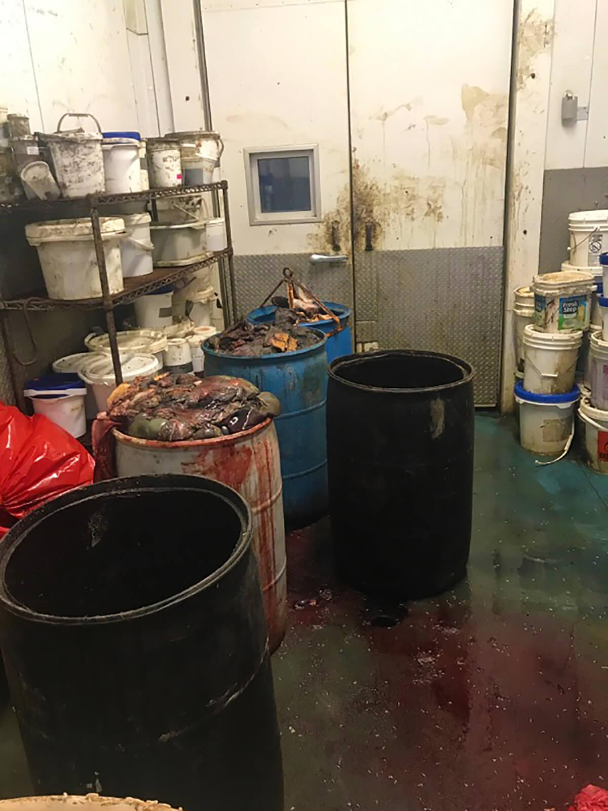 Long shot of the cooler room at the University where guts from euthanized animals (including horses) are stored in 55-gallon drums waiting for pickup and disposal by Bravo Packing. Note blood and maggots on the floor. And the old bucket of Fresh Step Kitty Litter in the background.