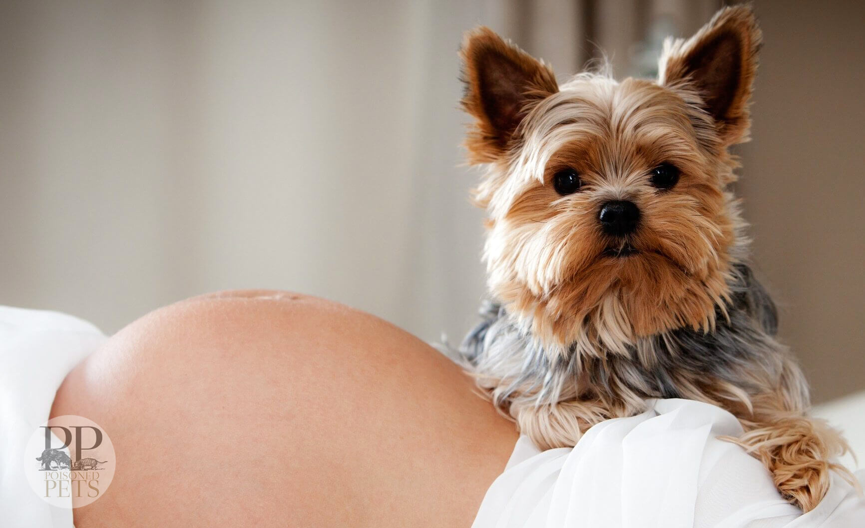 Cute-dog-with-a-pregnant-woman