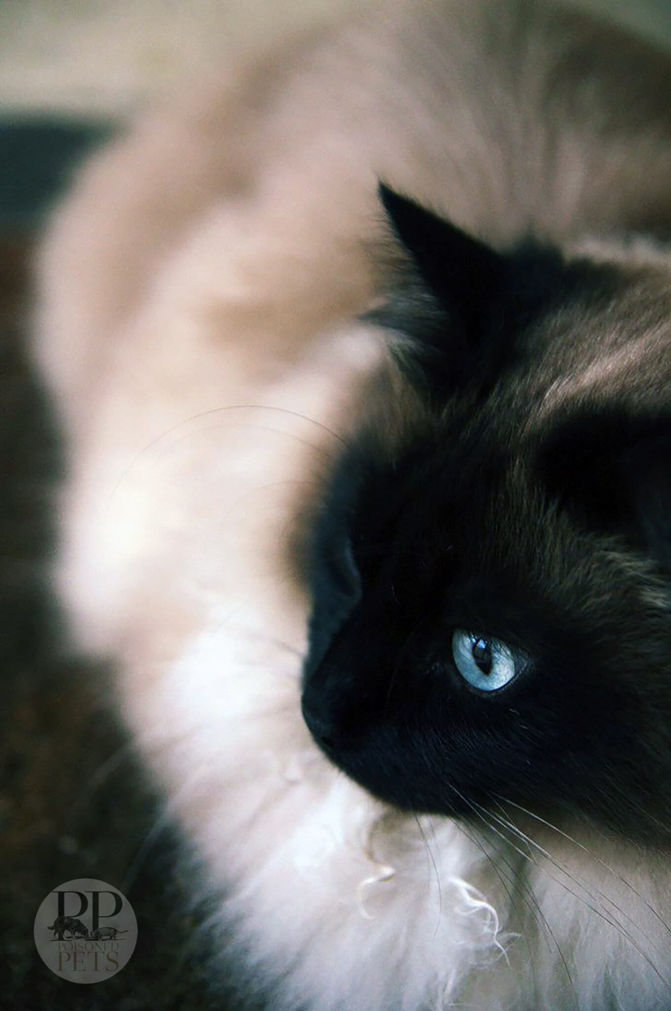 beautiful Siamese cat soft background blue eyes raw cat food recall
