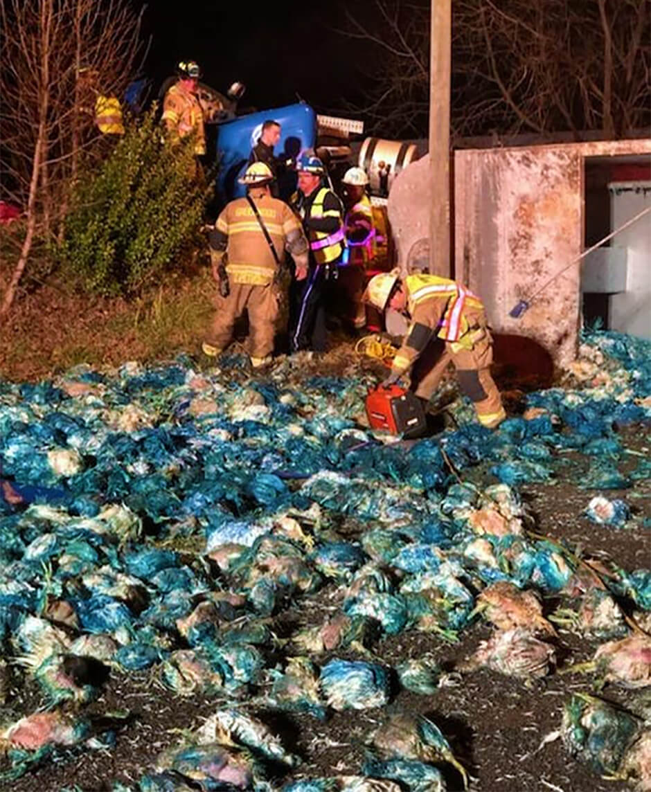 The aftermath of an overturned Valley Proteins semi carrying dead chickens died blue to distinguish them as suitable for use animal food consumption.