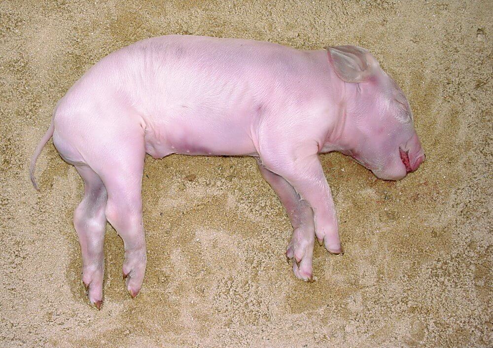 Decomposition of pig, Stage 2: Initial decay State of decay Although the body shortly after death appears fresh from the outside, the bacteria that before death were feeding on the contents of the intestine begin to digest the intestine itself. They eventually break out of the intestine and start digesting the surrounding internal organs. The body's own digestive enzymes (normally in the intestine) also spread through the body, contributing to its decomposition. On an even smaller scale, enzymes inside individual cells are released when the cell dies. These enzymes break down the cell and its connections with other cells. Insect activity From the moment of death flies are attracted to bodies. Without the normal defences of a living animal, blowflies and house flies are able to lay eggs around wounds and natural body openings (mouth, nose, eyes, anus, genitalia). These eggs hatch and move into the body, often within 24 hours. The life cycle of a fly from egg to maggot to fly takes from two to three weeks. It can take considerably longer at low temperatures. Image: R Major © Australian Museum