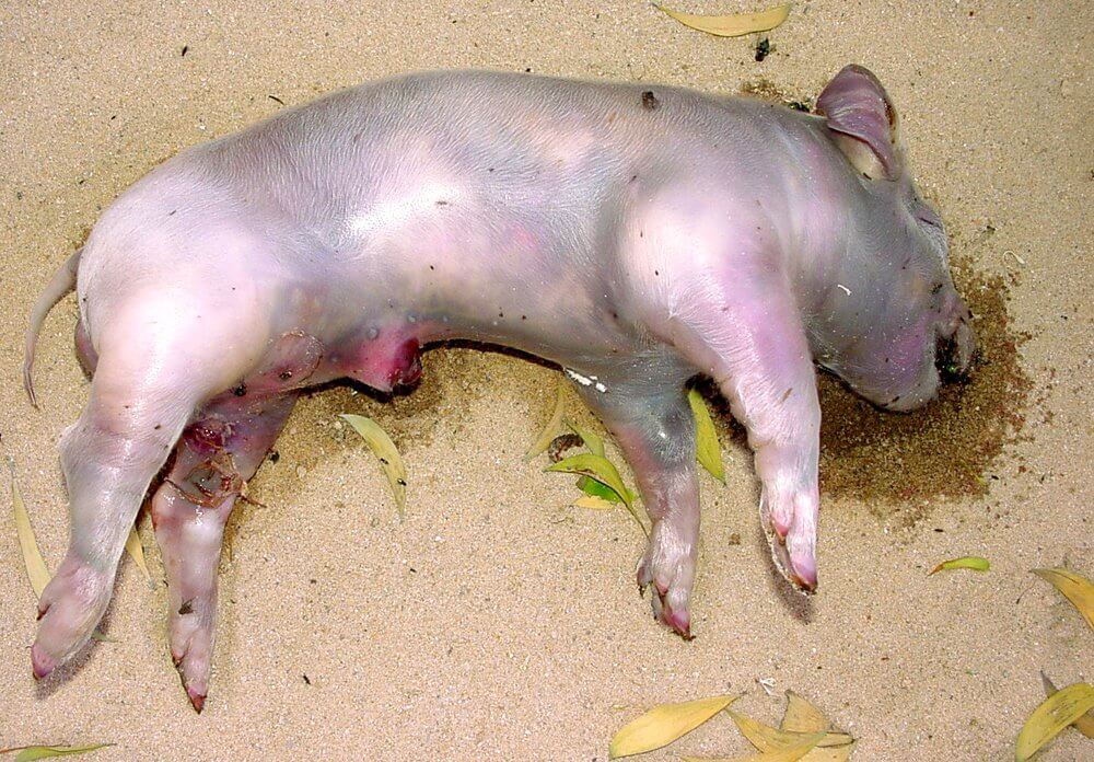 Decomposition Stage 3 Putrefaction 4 to 10 days after death