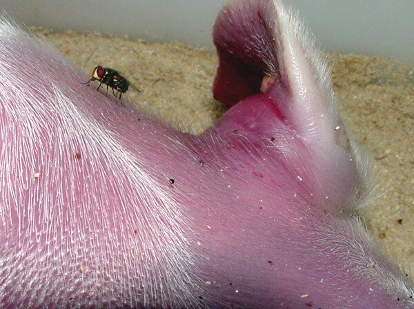 stage one of decay dead pig fly