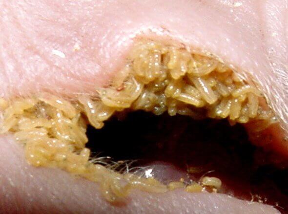 Fly larvae - Maggots, First-instar. The larva, or maggot, is the main feeding stage of the fly. On hatching, first-instar larvae are roughly 2 mm long, growing to about 5 mm before shedding their skin. Image: R. Major © Australian Museum