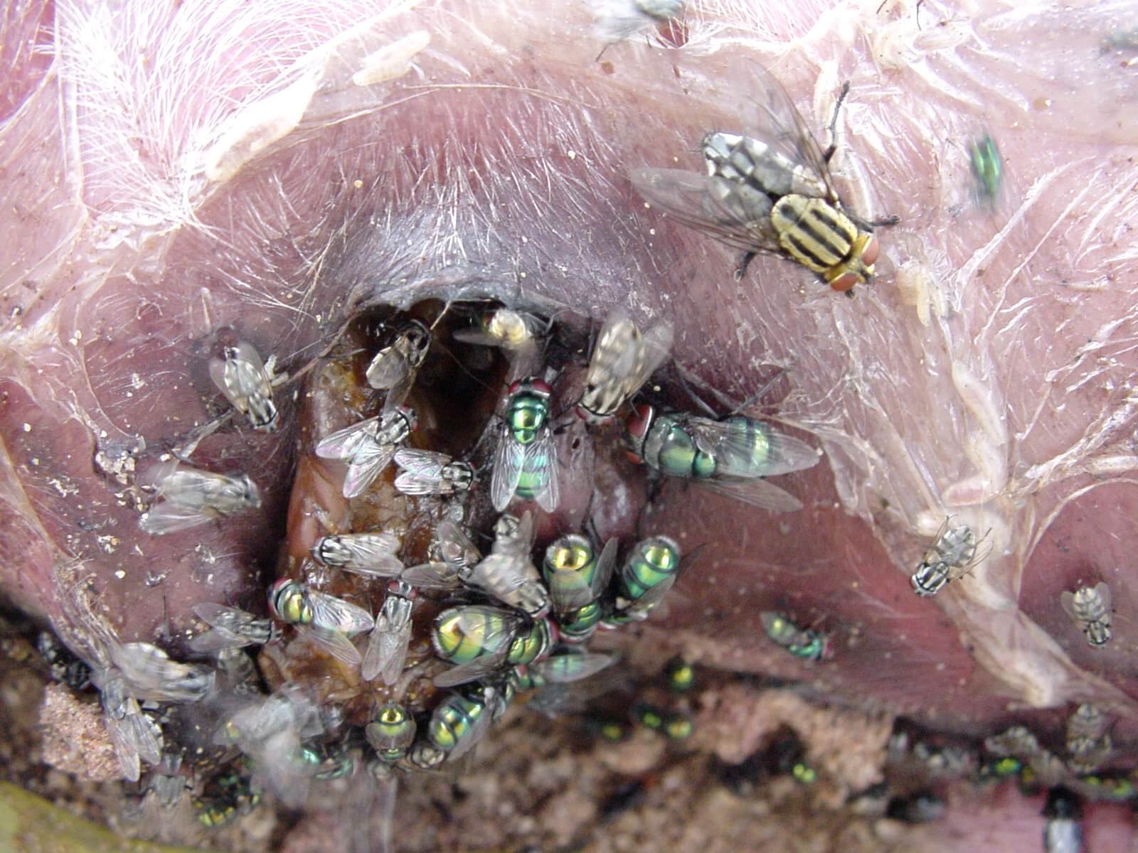 Stage 3: Putrefaction - 4 to 10 days after death Image: R. Major © Australian Museum