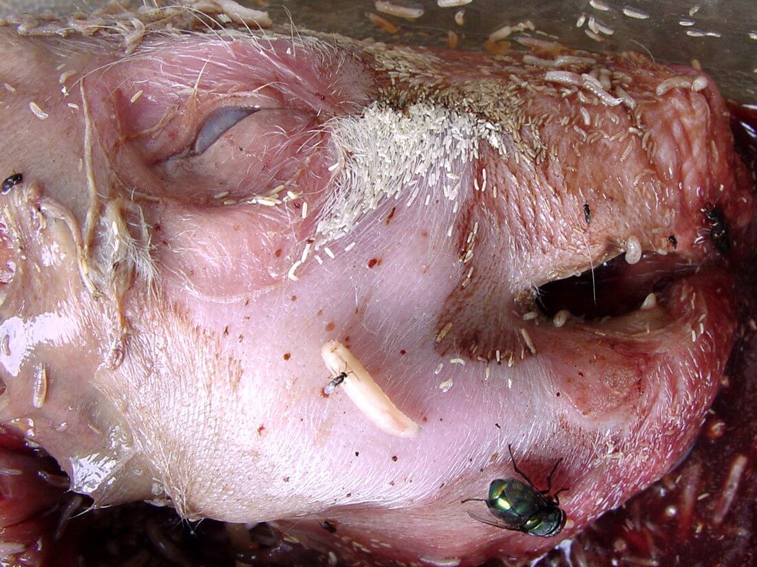 Stage 4: Black putrefaction - 10 to 20 days after death Image: R. Major © Australian Museum