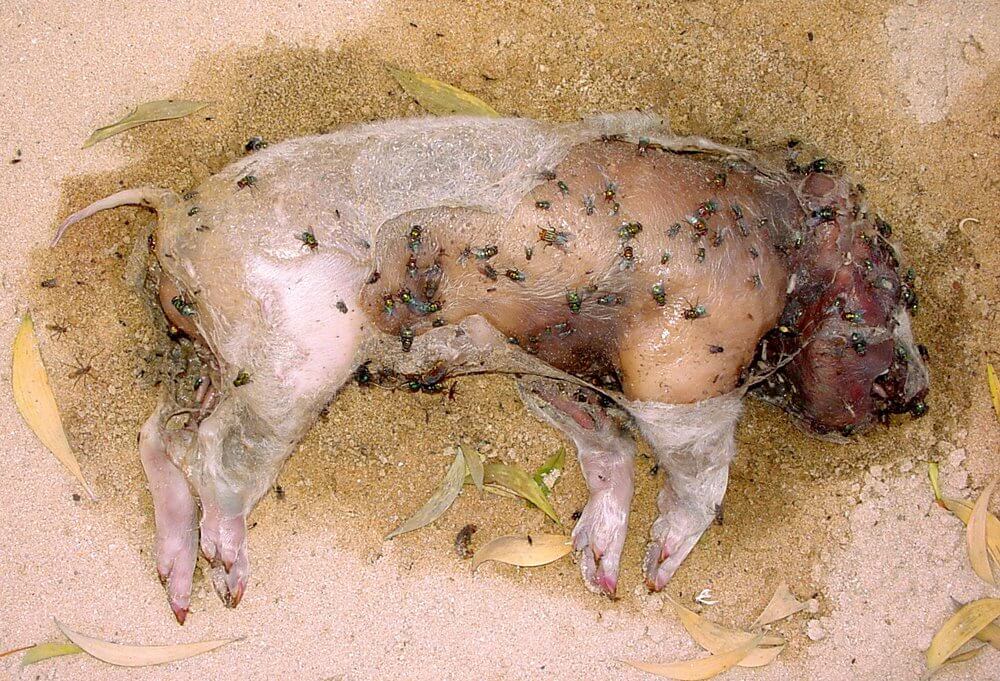 Stage 4: Black putrefaction - 10 to 20 days after death Image: R. Major © Australian Museum