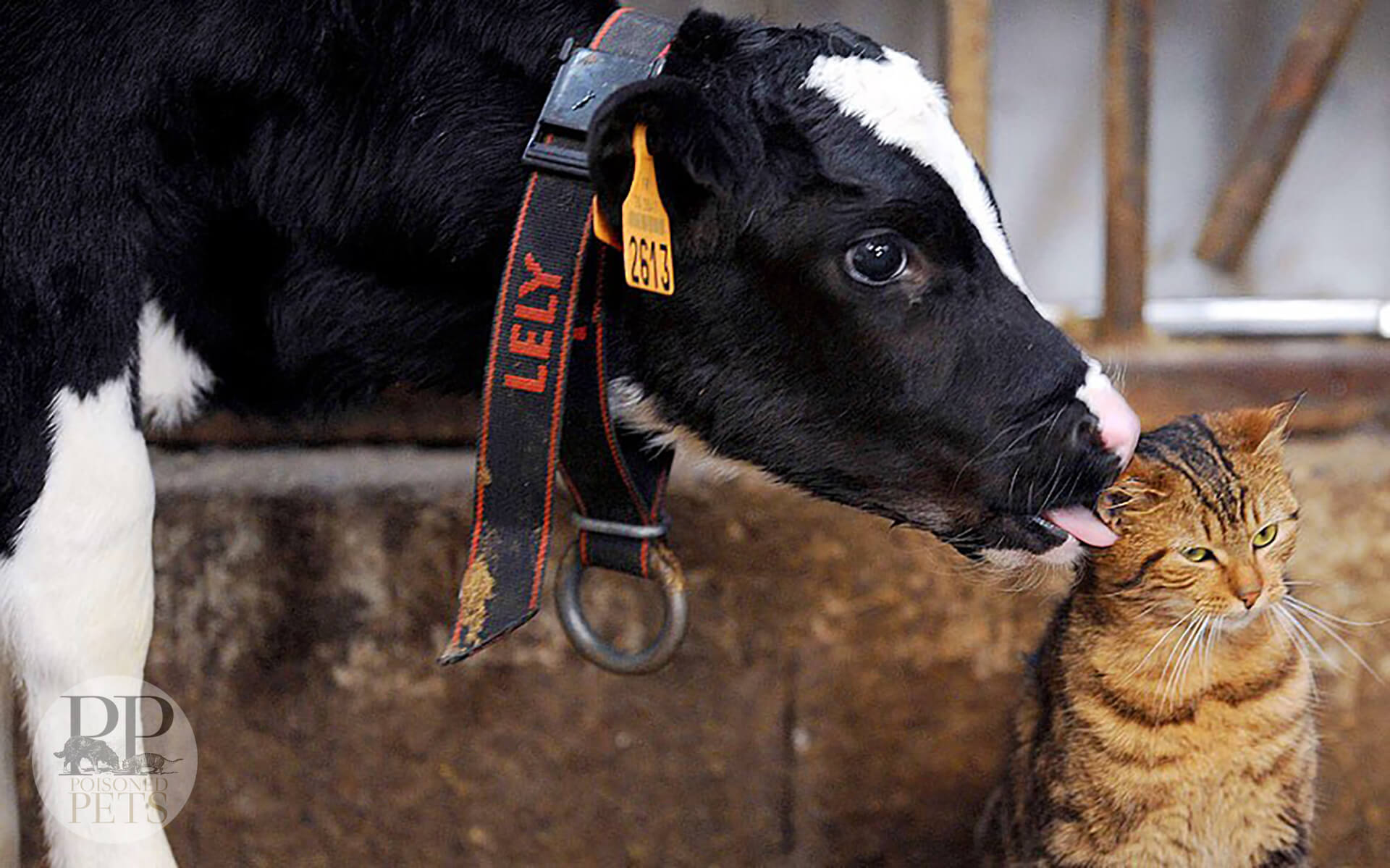 cow kisses cat