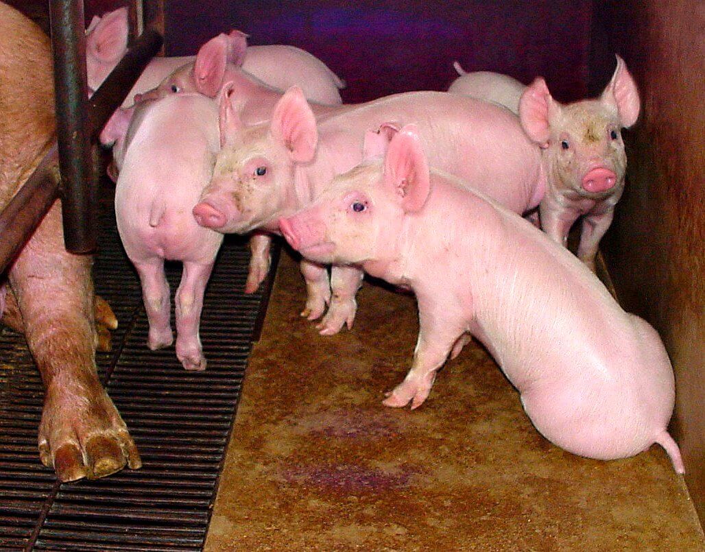 newborn piglets (weighing about 1.5 kg)