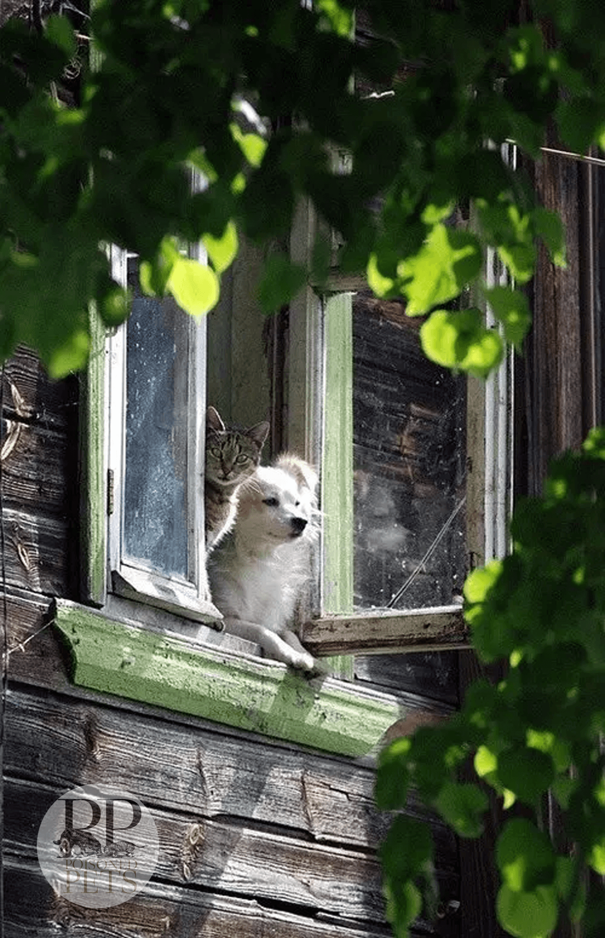 cat and dog peering from a window