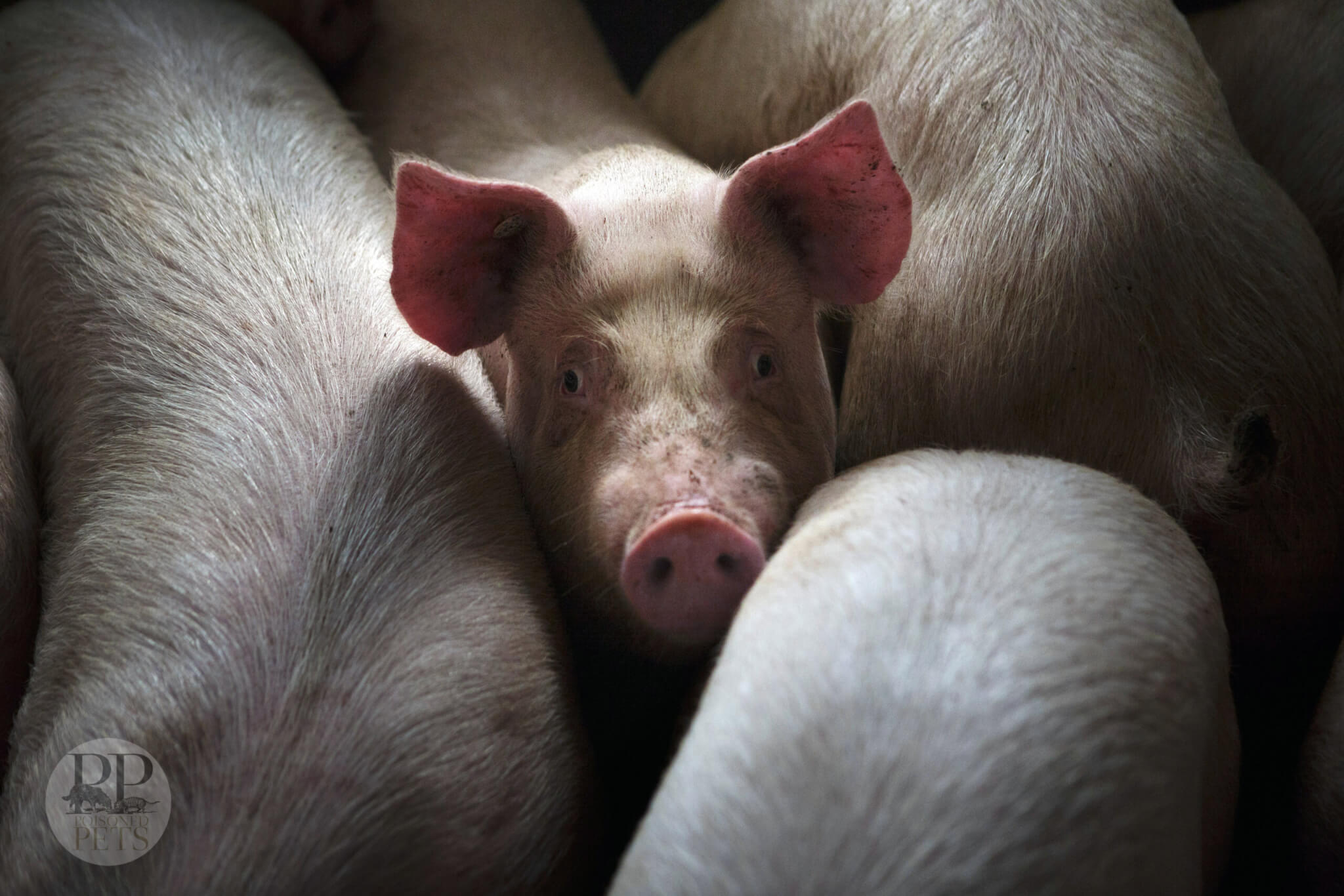 pigs cows livestock animal food feed human food waste bakery waste