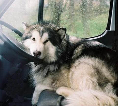 dog asleep at the wheel