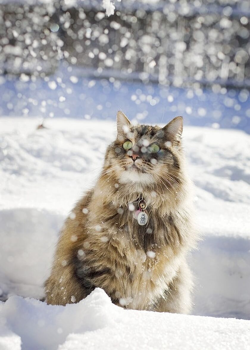 cat looking at snow fall