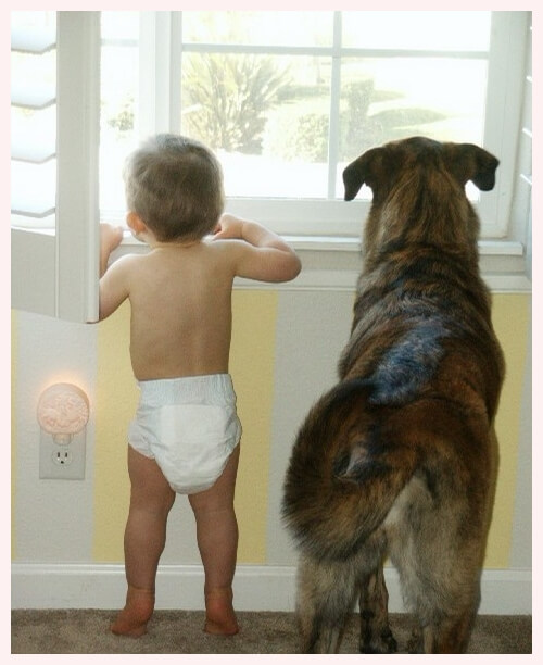 sweet baby and dog at window waiting and watching