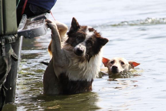 pets hurricane sandy victims dogs flood rescue