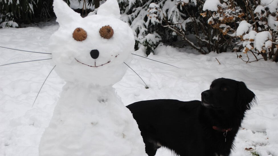 cat snowman dog cute