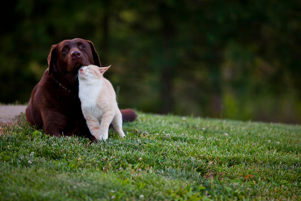 dog and cat best friends BFFs