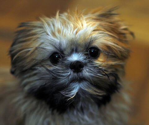 cute little dog looks like a squeedorable rag muffin