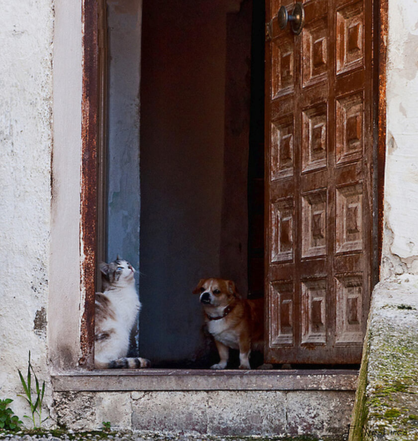 dog and cat in doorway