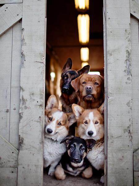 dogs peeking out behind doors
