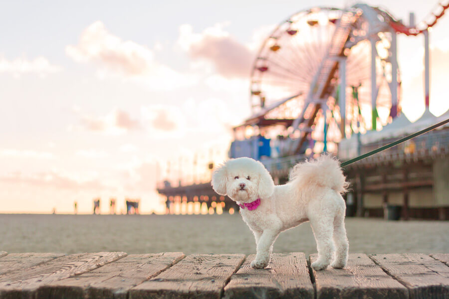 cute dog in summer at the fair