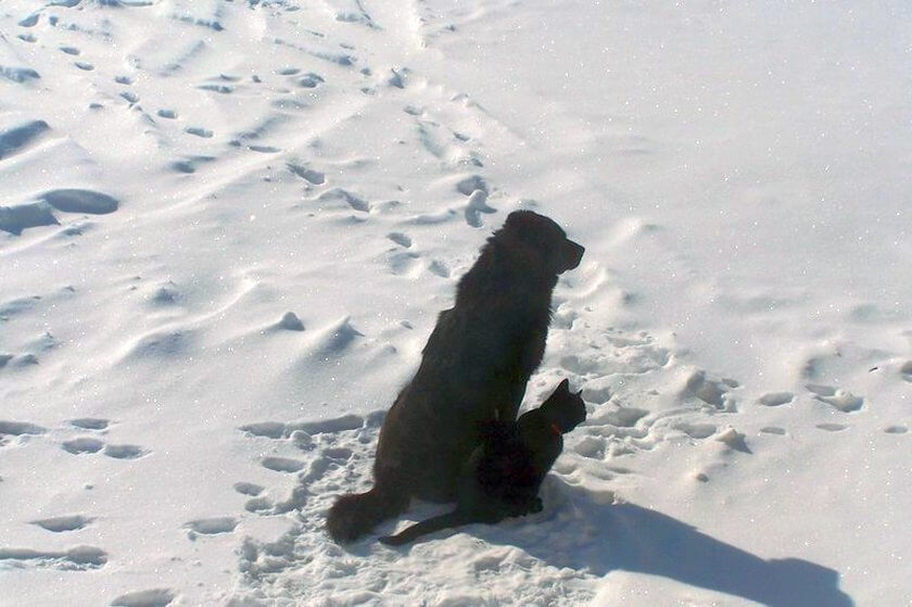 Black_Dog__Black_Cat_snow