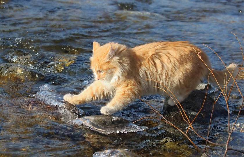 Cat_fishing
