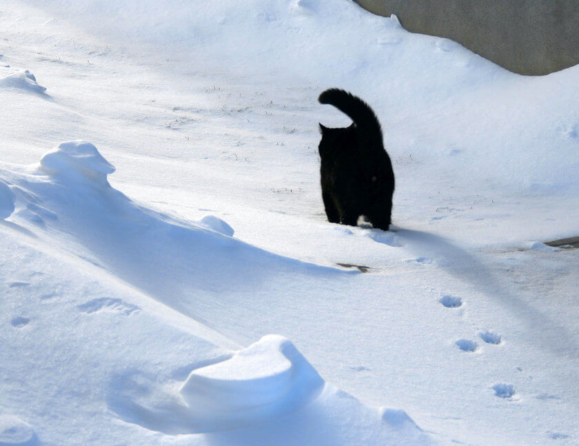 Cat_walking_on_the_snow