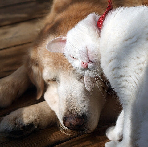 Dog cat head butt best friends