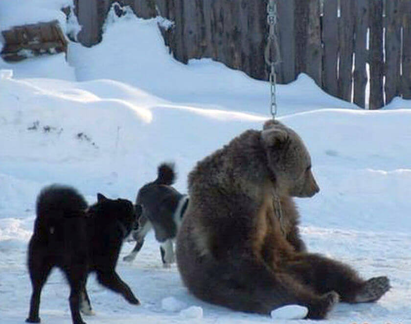 Exhaused bear loses hope survival Ukraine bear baiting Royal Canin