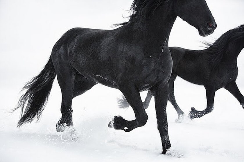 Tim Flach photographer