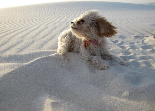dog on windy beach