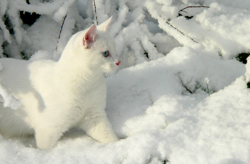 cats-cat-winter-snow-pretty