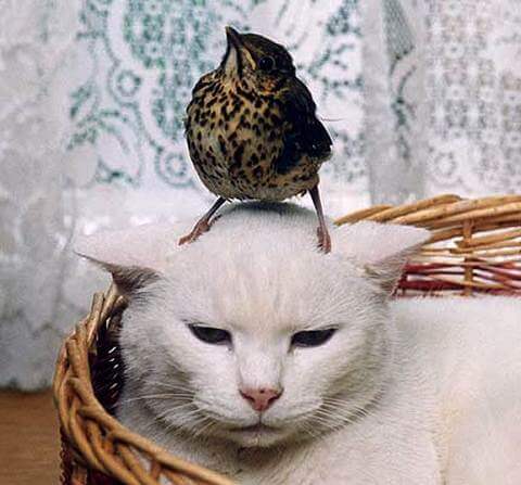 bird-on-cats-head