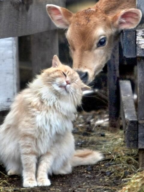 cat cow calf kisses friends farm