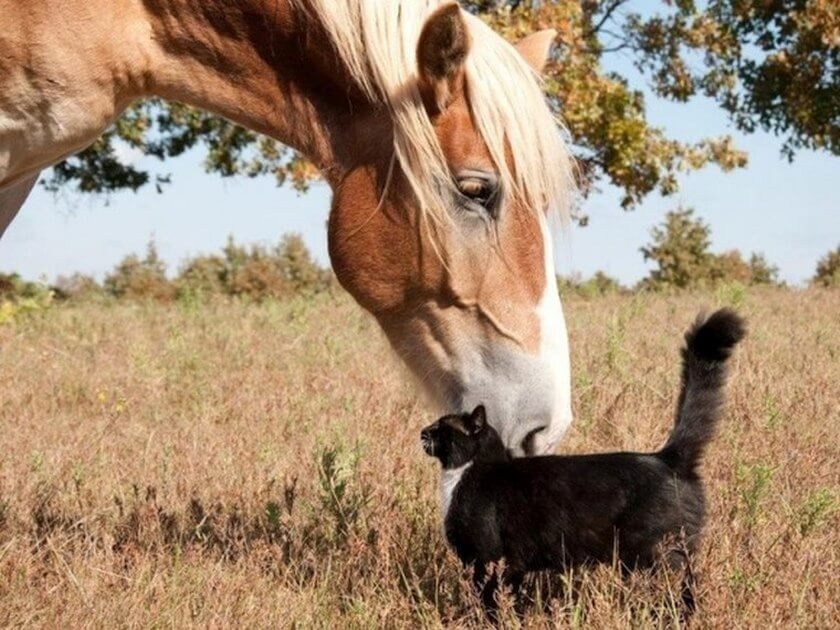 cat horse friends cute