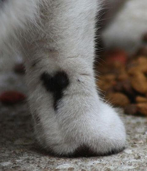 cats_with_fur_hearts_02