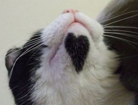 cats_with_fur_hearts_16