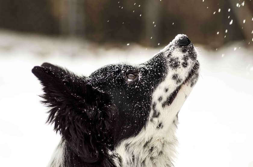 cute dog watching snow fall