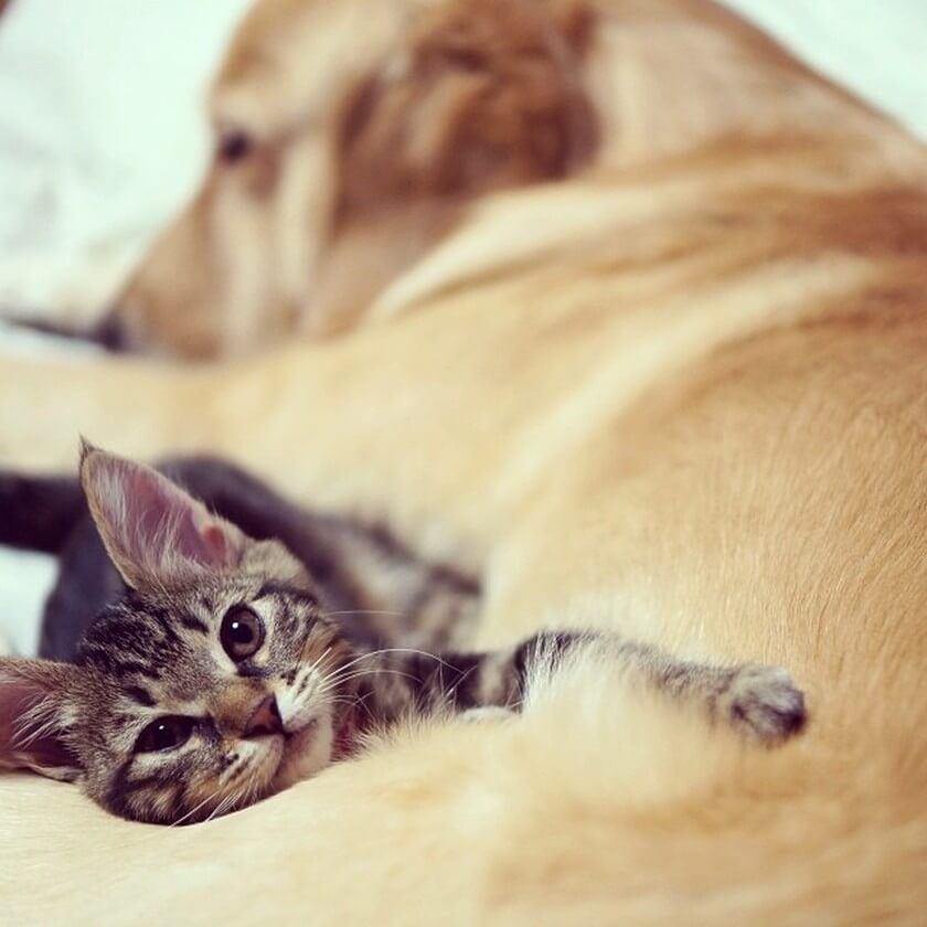 cute kitten dog sleeping together snuggling golden-retriever