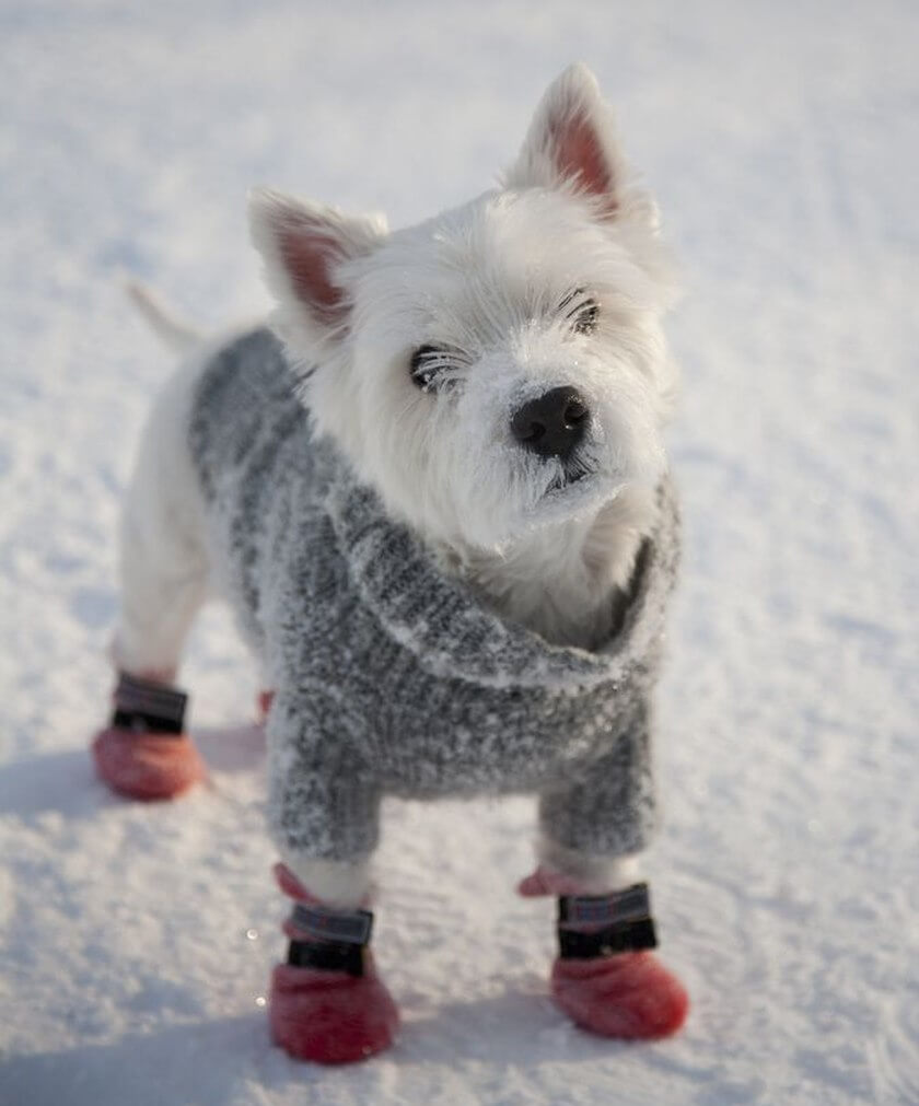 cute little dog dressed up in snow gear