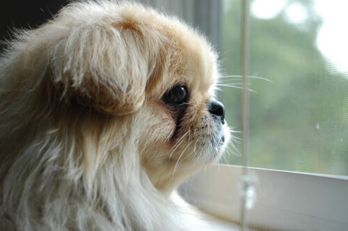 cute,dog,pekingese-waiting by window